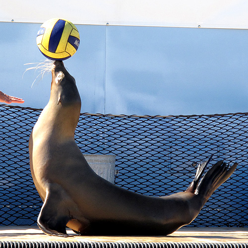 volley-seal